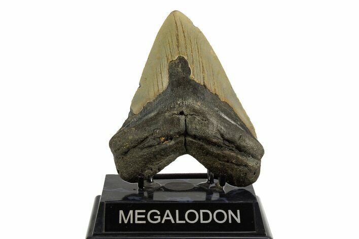 Fossil Megalodon Tooth - North Carolina #328247